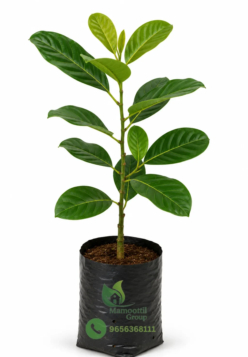 Jackfruit Sapling